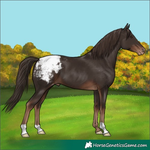 Horse Color:Liver Chestnut Snowcap 