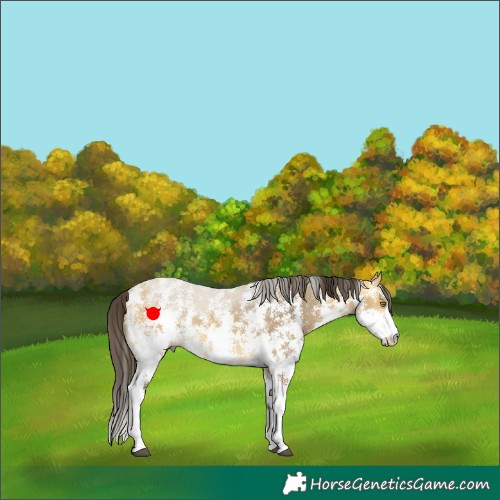 Horse Color:Buckskin Dun Sabino 