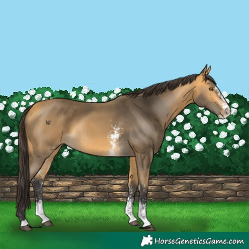 Horse Color:Buckskin Sabino 