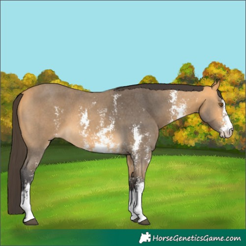 Horse Color:Buckskin Sabino