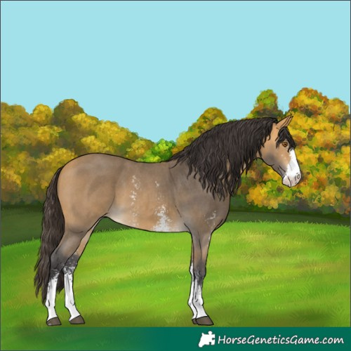 Horse Color:Buckskin Sabino 