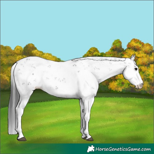 Horse Color:Black Sabino 