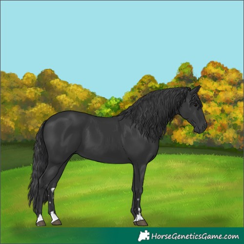 Horse Color:Black 