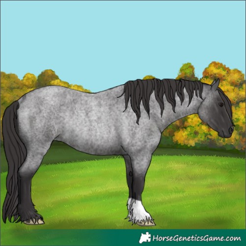 Horse Color:Smoky Blue Roan Rabicano