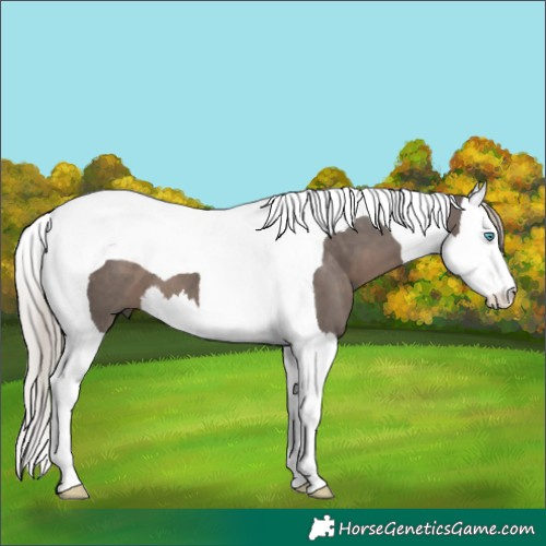 Horse Color:Silver Black Splash Tobiano