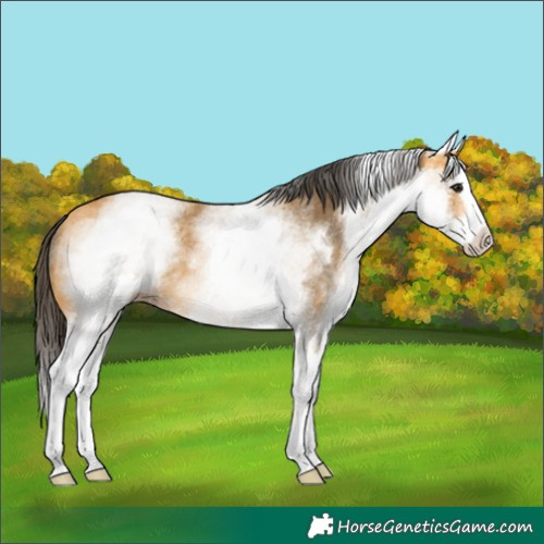 Horse Color:White Spotted Buckskin Splash 