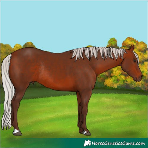 Horse Color:Silver Bay Rabicano 