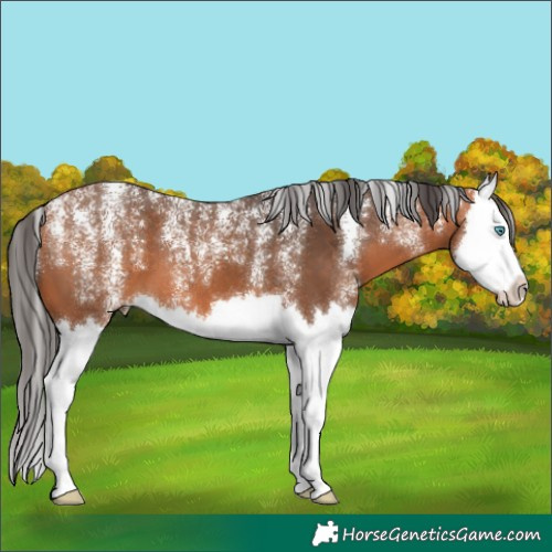 Horse Color:Powder White Bay Splash 