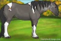 Horse Color:Grullo Tobiano