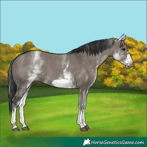 Horse Color:White Spotted Grullo Frame 