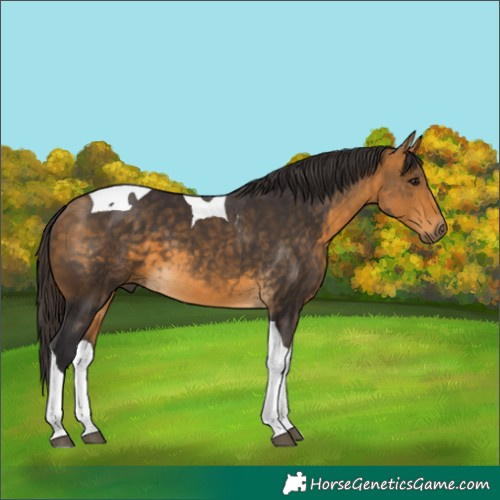 Horse Color:Buckskin Tobiano