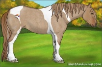 Horse Color:Red Dun Roan Tobiano