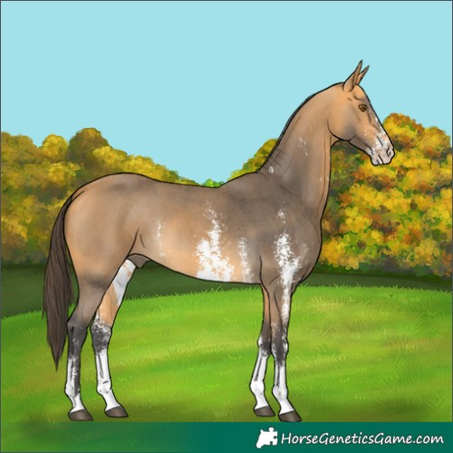 Horse Color:Buckskin Sabino