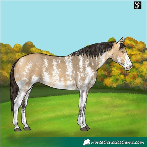 Horse Color:Buckskin Dun Sabino 