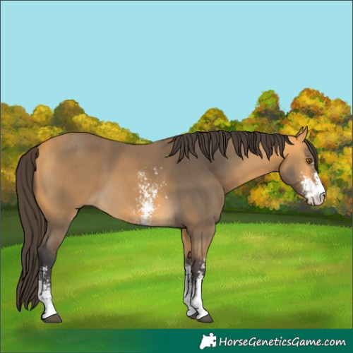 Horse Color:Buckskin Sabino 