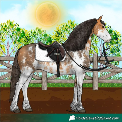Horse Color:Buckskin Sabino