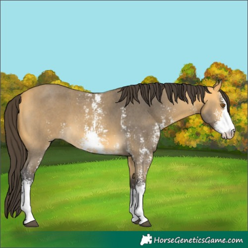Horse Color:Buckskin Sabino 
