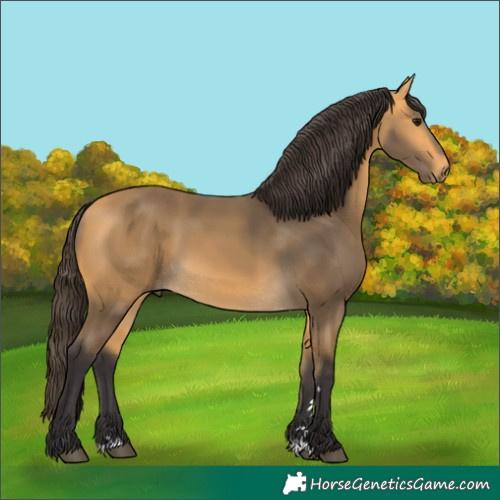 Horse Color:Buckskin