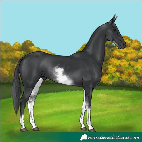 Horse Color:White Spotted Black