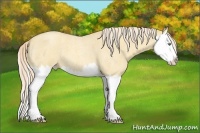 Horse Color:Gold Cream Champagne Roan Dun Splash 