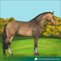 Horse Color:Buckskin Sabino