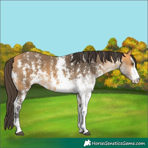 Horse Color:Buckskin Sabino 