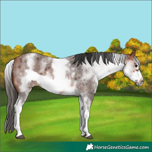 Horse Color:White Spotted Bay Roan Frame 