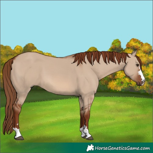 Horse Color:Red Dun 