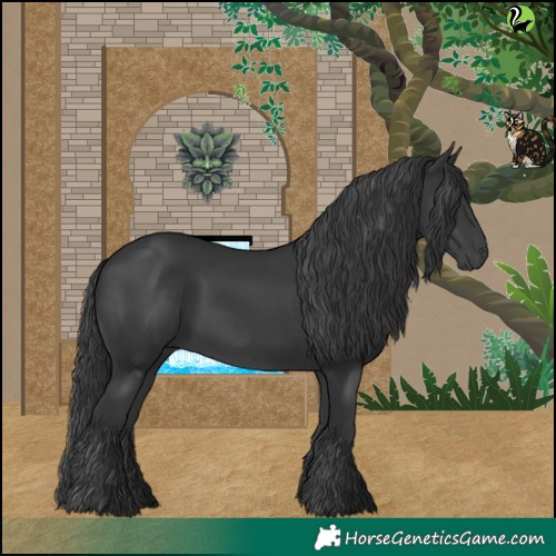 Horse Color:Black 