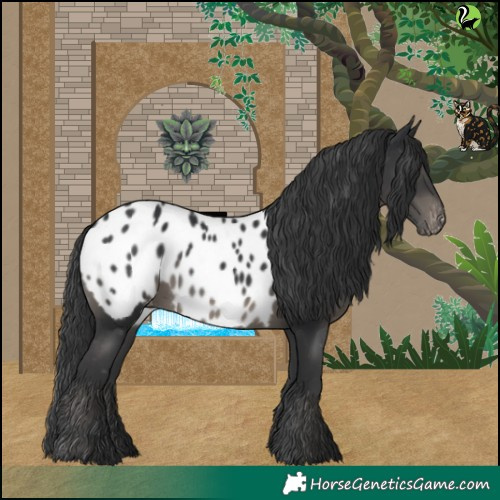 Horse Color:Black Near Leopard 