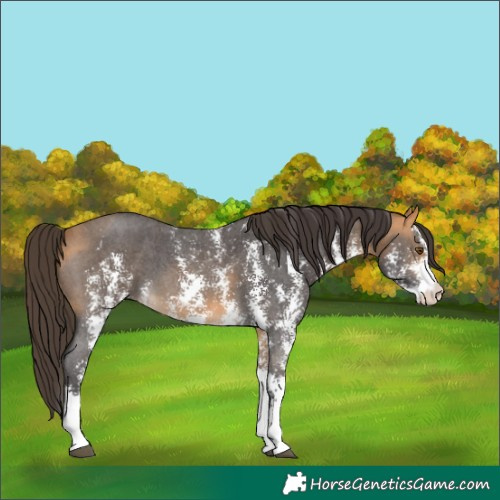 Horse Color:Buckskin Sabino 