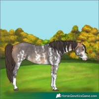 Horse Color:Buckskin Sabino