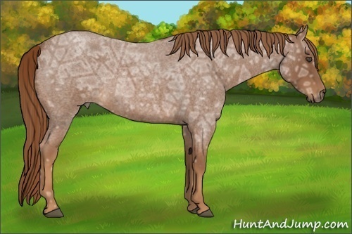 Horse Color:Red Ice Roan 