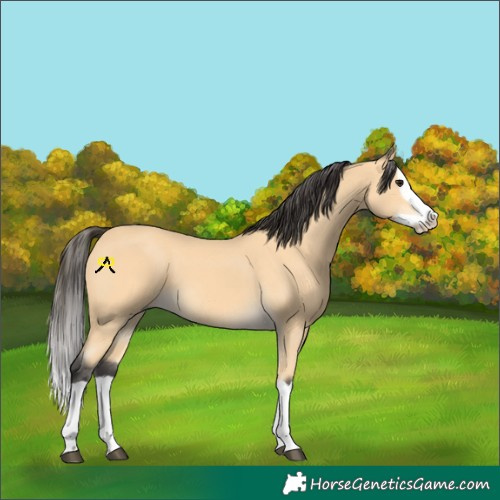 Horse Color:Buckskin Splash 