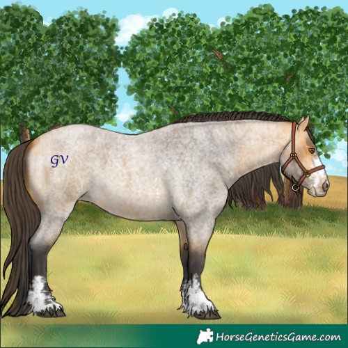 Horse Color:Buckskin Roan Sabino 