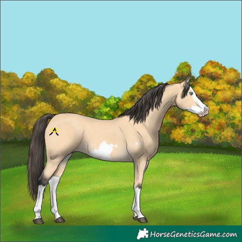 Horse Color:Buckskin Splash Frame 