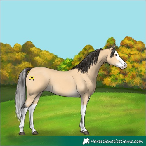 Horse Color:Buckskin Splash 