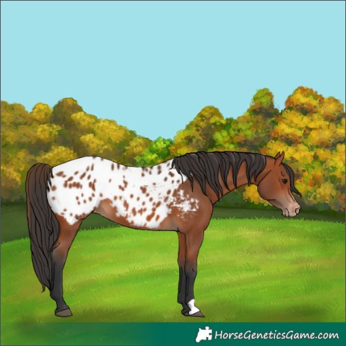 Horse Color:Bay Appaloosa 