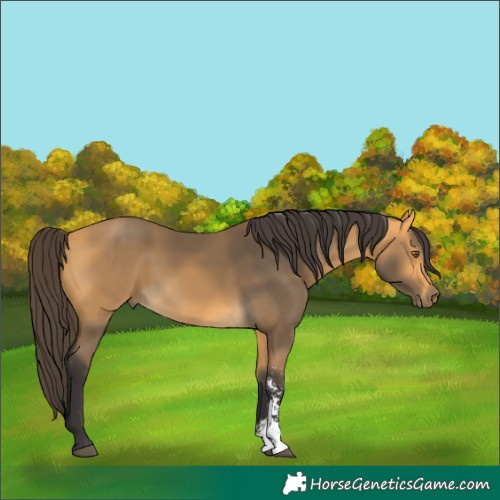 Horse Color:Buckskin Sabino