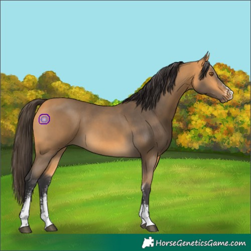 Horse Color:Buckskin Sabino 