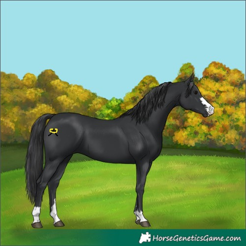 Horse Color:Black 