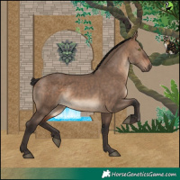 Horse Color:Brown Dun 