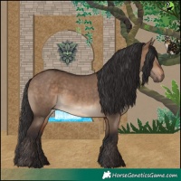 Horse Color:Brown Dun 