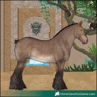 Horse Color:Brown Dun
