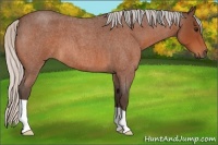 Horse Color:Silver Bay Roan 