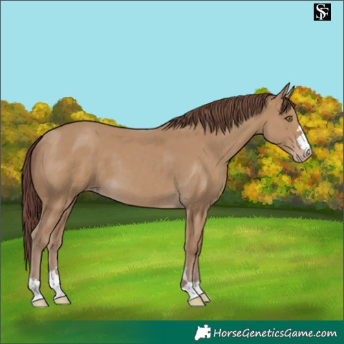 Horse Color:Chocolate Classic Cream Champagne 