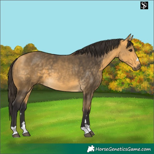 Horse Color:Buckskin