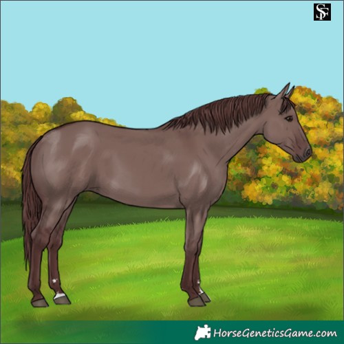 Horse Color:Platinum Chocolate Smoky Grullo 