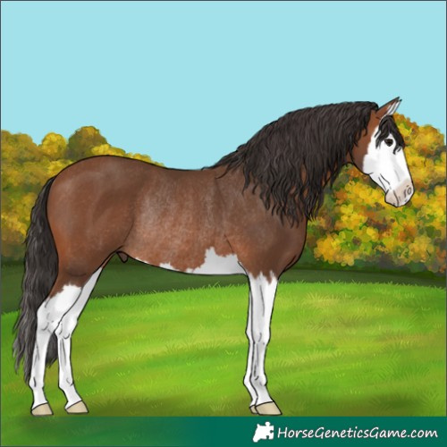 Horse Color:Bay Splash Rabicano