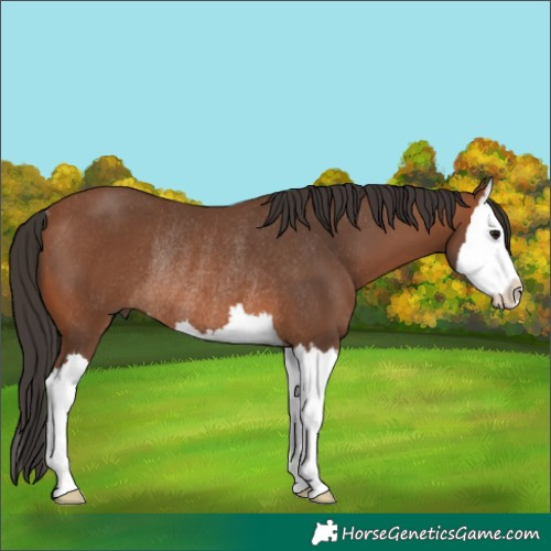 Horse Color:Bay Splash Rabicano